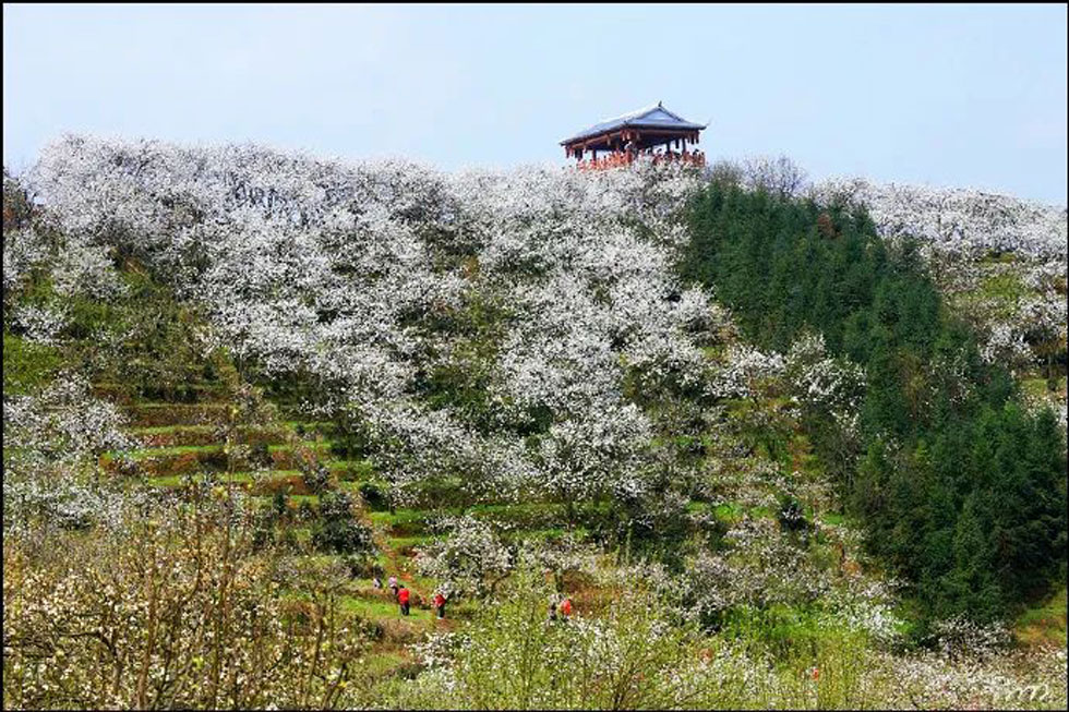 【春天，广西桂林灌阳县向您发出邀请！】我们在灌阳看梨花 - 游山玩水 - 阿拉尔生活社区 - 阿拉尔28生活网 ale.28life.net