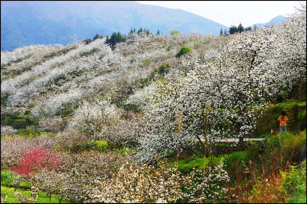 【春天，广西桂林灌阳县向您发出邀请！】我们在灌阳看梨花 - 游山玩水 - 阿拉尔生活社区 - 阿拉尔28生活网 ale.28life.net
