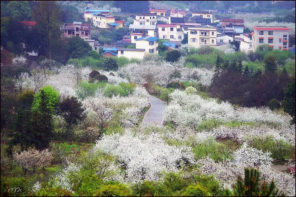 【春天，广西桂林灌阳县向您发出邀请！】我们在灌阳看梨花 - 游山玩水 - 阿拉尔生活社区 - 阿拉尔28生活网 ale.28life.net