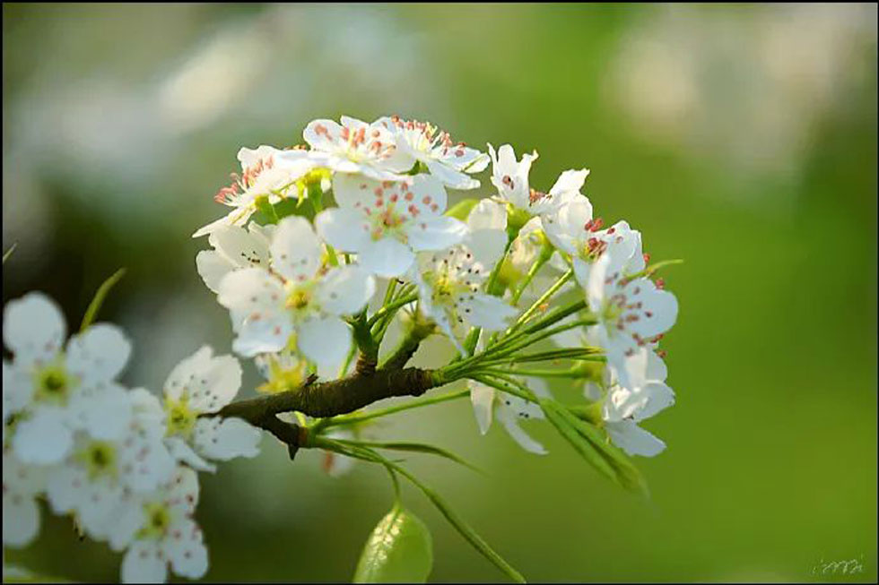 【春天，广西桂林灌阳县向您发出邀请！】我们在灌阳看梨花 - 游山玩水 - 阿拉尔生活社区 - 阿拉尔28生活网 ale.28life.net