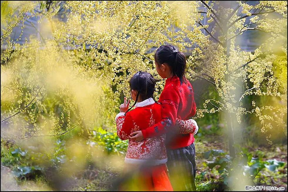 【春天，广西桂林灌阳县向您发出邀请！】米珠山前有片山苍子花在飘香 - 游山玩水 - 阿拉尔生活社区 - 阿拉尔28生活网 ale.28life.net