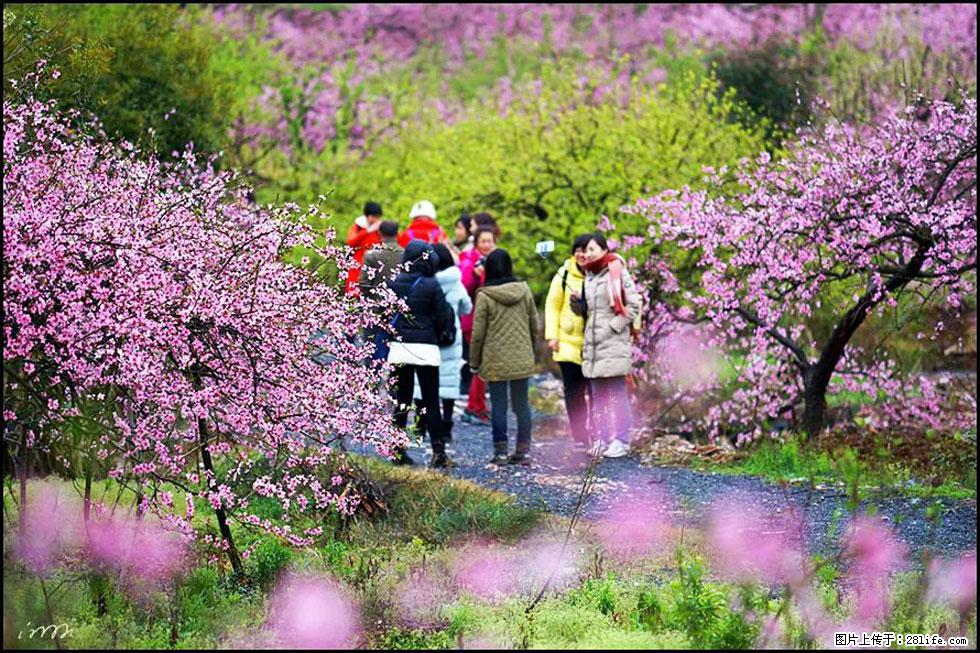 【春天，广西桂林灌阳县向您发出邀请！】官庄村有个醉美的桃花园 - 游山玩水 - 阿拉尔生活社区 - 阿拉尔28生活网 ale.28life.net