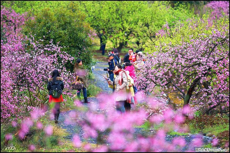【春天，广西桂林灌阳县向您发出邀请！】官庄村有个醉美的桃花园 - 游山玩水 - 阿拉尔生活社区 - 阿拉尔28生活网 ale.28life.net