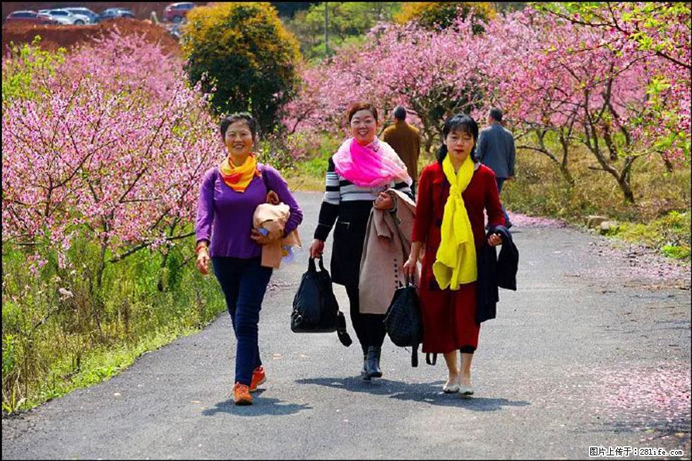 【春天，广西桂林灌阳县向您发出邀请！】官庄村有个醉美的桃花园 - 游山玩水 - 阿拉尔生活社区 - 阿拉尔28生活网 ale.28life.net