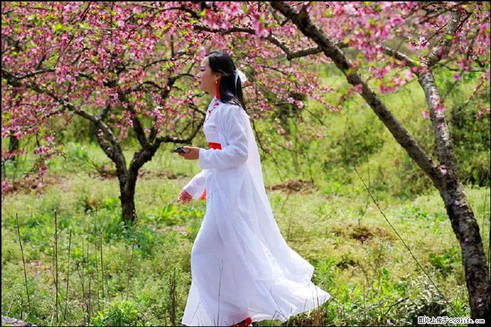 【春天，广西桂林灌阳县向您发出邀请！】官庄村有个醉美的桃花园 - 游山玩水 - 阿拉尔生活社区 - 阿拉尔28生活网 ale.28life.net