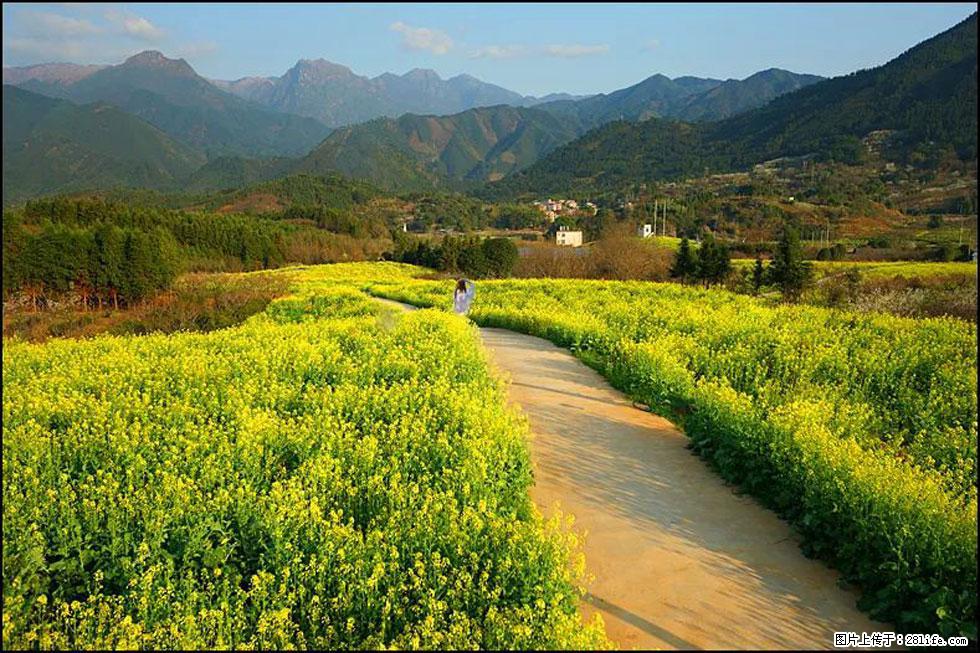 【春天，广西桂林灌阳县向您发出邀请！】长坪村油菜盛情花开 - 游山玩水 - 阿拉尔生活社区 - 阿拉尔28生活网 ale.28life.net