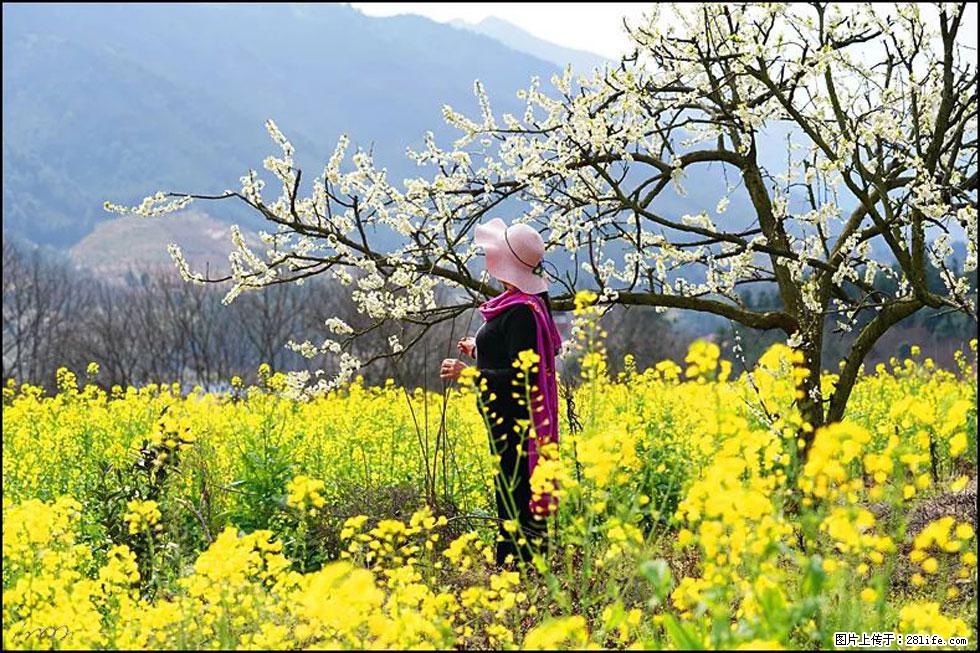 【春天，广西桂林灌阳县向您发出邀请！】长坪村油菜盛情花开 - 游山玩水 - 阿拉尔生活社区 - 阿拉尔28生活网 ale.28life.net