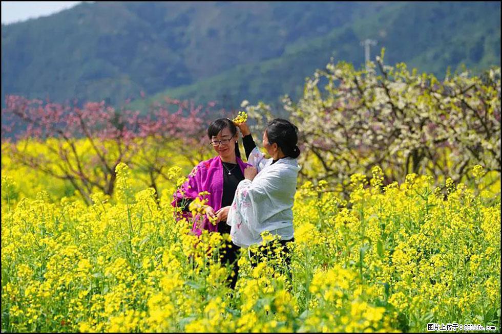 【春天，广西桂林灌阳县向您发出邀请！】长坪村油菜盛情花开 - 游山玩水 - 阿拉尔生活社区 - 阿拉尔28生活网 ale.28life.net