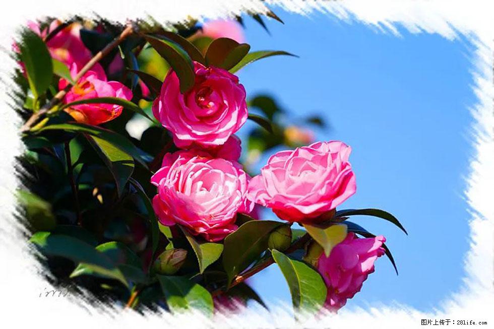 【春天，广西桂林灌阳县向您发出邀请！】杨柳井茶花惹人爱 - 游山玩水 - 阿拉尔生活社区 - 阿拉尔28生活网 ale.28life.net