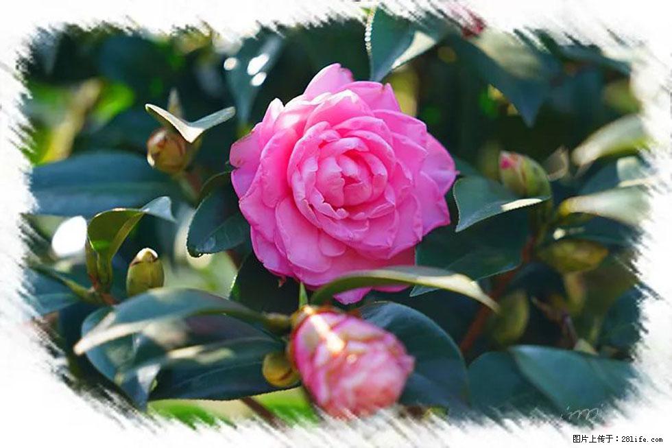 【春天，广西桂林灌阳县向您发出邀请！】杨柳井茶花惹人爱 - 游山玩水 - 阿拉尔生活社区 - 阿拉尔28生活网 ale.28life.net