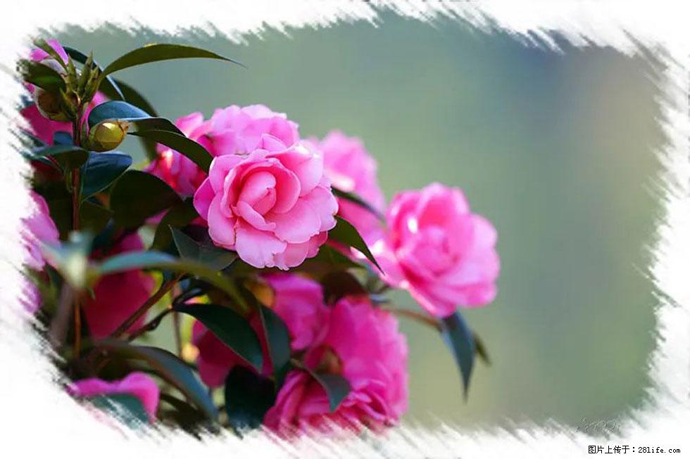 【春天，广西桂林灌阳县向您发出邀请！】杨柳井茶花惹人爱 - 游山玩水 - 阿拉尔生活社区 - 阿拉尔28生活网 ale.28life.net