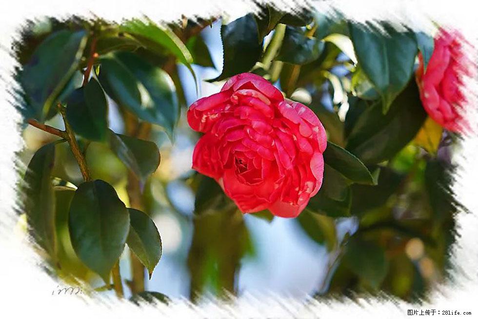 【春天，广西桂林灌阳县向您发出邀请！】杨柳井茶花惹人爱 - 游山玩水 - 阿拉尔生活社区 - 阿拉尔28生活网 ale.28life.net
