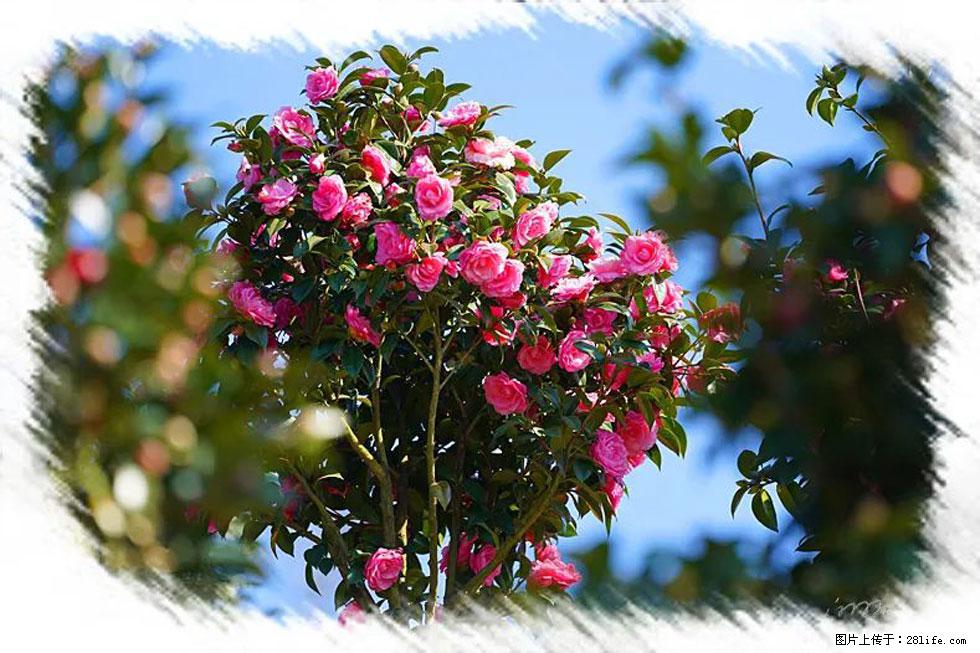 【春天，广西桂林灌阳县向您发出邀请！】杨柳井茶花惹人爱 - 游山玩水 - 阿拉尔生活社区 - 阿拉尔28生活网 ale.28life.net