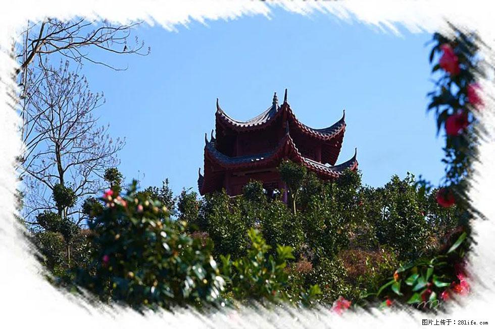 【春天，广西桂林灌阳县向您发出邀请！】杨柳井茶花惹人爱 - 游山玩水 - 阿拉尔生活社区 - 阿拉尔28生活网 ale.28life.net