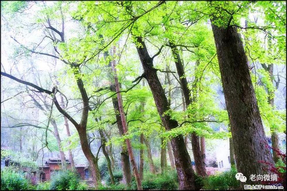 【春天,广西桂林灌阳县向您发出邀请!】在小龙村与春天约会 - 游山玩水 - 阿拉尔生活社区 - 阿拉尔28生活网 ale.28life.net