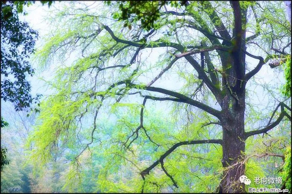 【春天,广西桂林灌阳县向您发出邀请!】在小龙村与春天约会 - 游山玩水 - 阿拉尔生活社区 - 阿拉尔28生活网 ale.28life.net