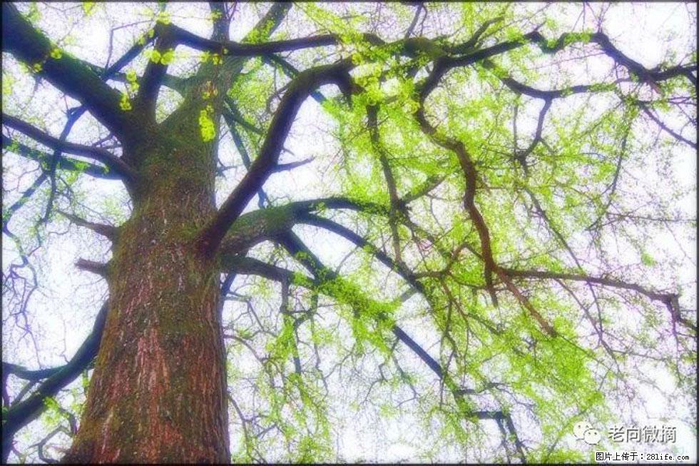 【春天,广西桂林灌阳县向您发出邀请!】在小龙村与春天约会 - 游山玩水 - 阿拉尔生活社区 - 阿拉尔28生活网 ale.28life.net