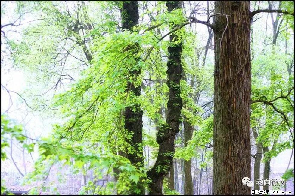 【春天,广西桂林灌阳县向您发出邀请!】在小龙村与春天约会 - 游山玩水 - 阿拉尔生活社区 - 阿拉尔28生活网 ale.28life.net