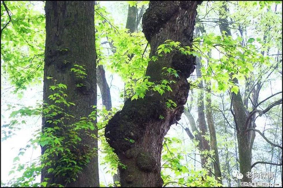 【春天,广西桂林灌阳县向您发出邀请!】在小龙村与春天约会 - 游山玩水 - 阿拉尔生活社区 - 阿拉尔28生活网 ale.28life.net