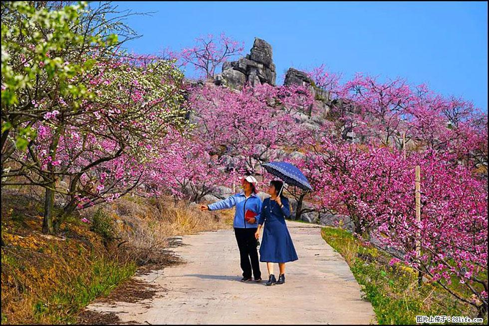 【春天，广西桂林灌阳县向您发出邀请！】望月岭上桃花开 - 游山玩水 - 阿拉尔生活社区 - 阿拉尔28生活网 ale.28life.net