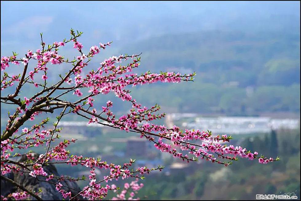 【春天，广西桂林灌阳县向您发出邀请！】望月岭上桃花开 - 游山玩水 - 阿拉尔生活社区 - 阿拉尔28生活网 ale.28life.net