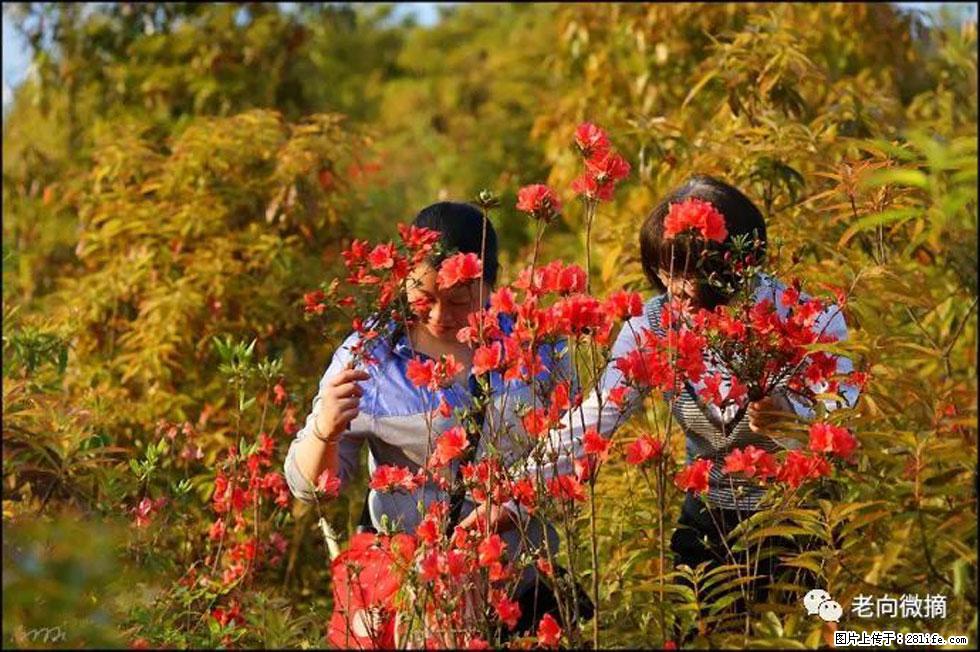 【春天，广西桂林灌阳县向您发出邀请！】登麒麟山，相约映山红 - 游山玩水 - 阿拉尔生活社区 - 阿拉尔28生活网 ale.28life.net