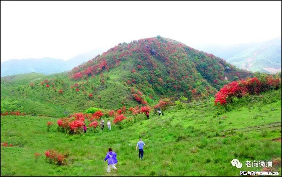 【春天,广西桂林灌阳县向您发出邀请!】宝盖山上映山红 - 游山玩水 - 阿拉尔生活社区 - 阿拉尔28生活网 ale.28life.net