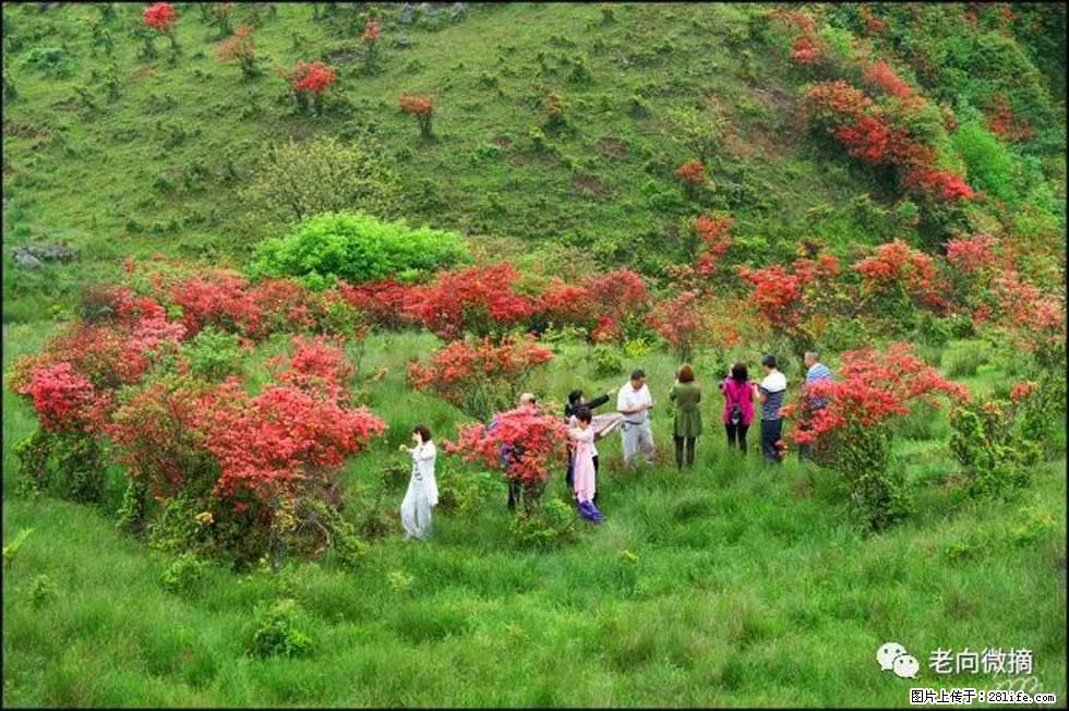 【春天,广西桂林灌阳县向您发出邀请!】宝盖山上映山红 - 游山玩水 - 阿拉尔生活社区 - 阿拉尔28生活网 ale.28life.net