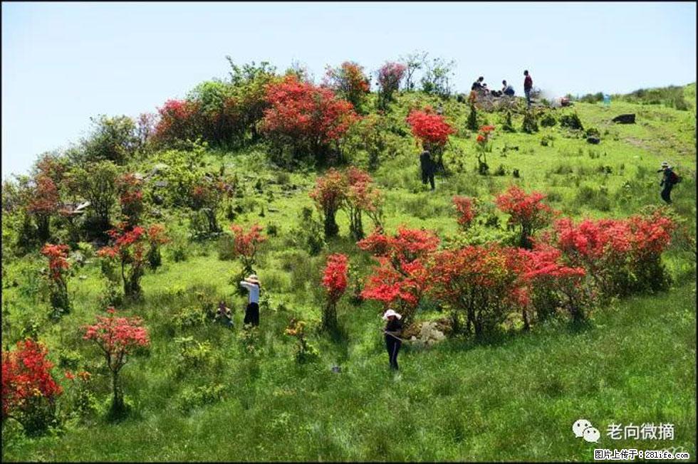 【春天,广西桂林灌阳县向您发出邀请!】宝盖山上映山红 - 游山玩水 - 阿拉尔生活社区 - 阿拉尔28生活网 ale.28life.net
