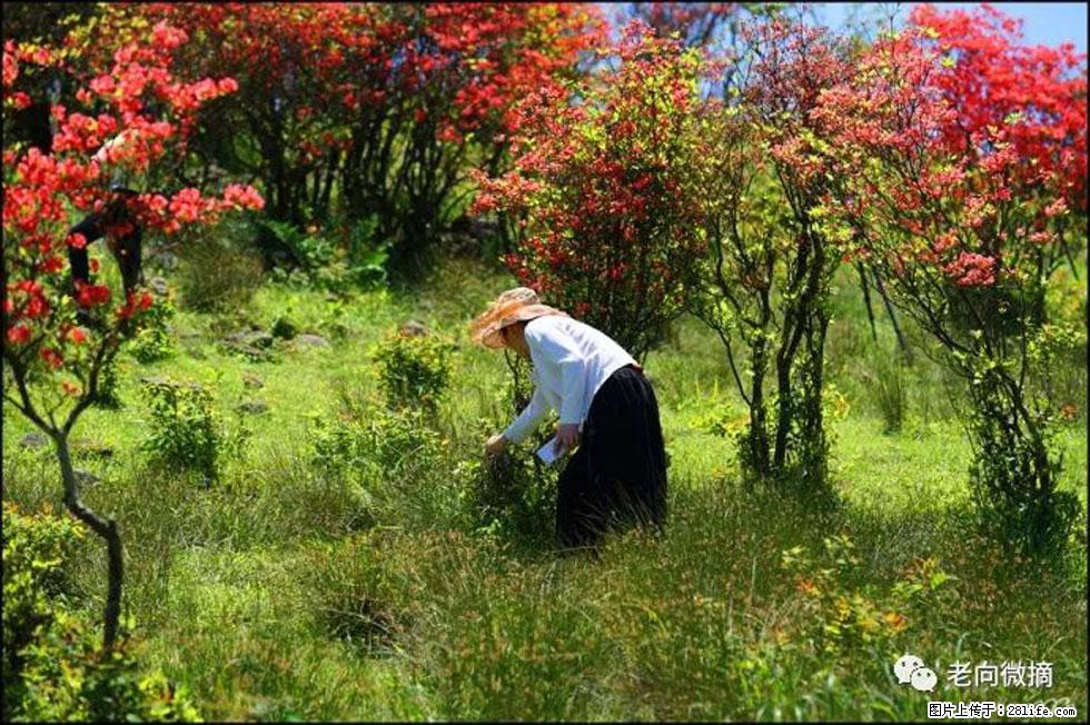 【春天,广西桂林灌阳县向您发出邀请!】宝盖山上映山红 - 游山玩水 - 阿拉尔生活社区 - 阿拉尔28生活网 ale.28life.net
