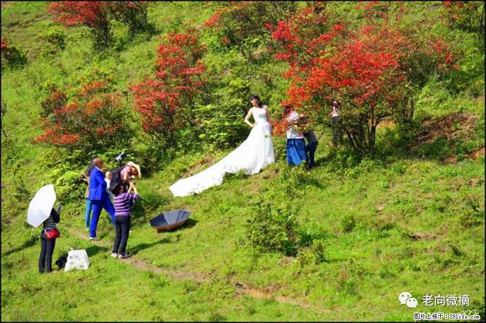 【春天,广西桂林灌阳县向您发出邀请!】宝盖山上映山红 - 游山玩水 - 阿拉尔生活社区 - 阿拉尔28生活网 ale.28life.net