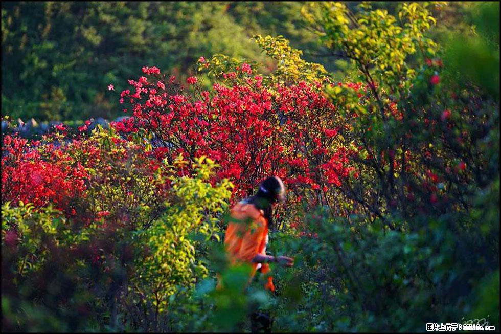 【春天，广西桂林灌阳县向您发出邀请！】春木界上映山红 - 游山玩水 - 阿拉尔生活社区 - 阿拉尔28生活网 ale.28life.net