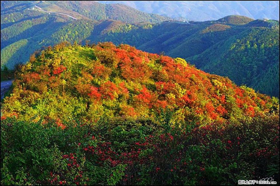 【春天，广西桂林灌阳县向您发出邀请！】春木界上映山红 - 游山玩水 - 阿拉尔生活社区 - 阿拉尔28生活网 ale.28life.net