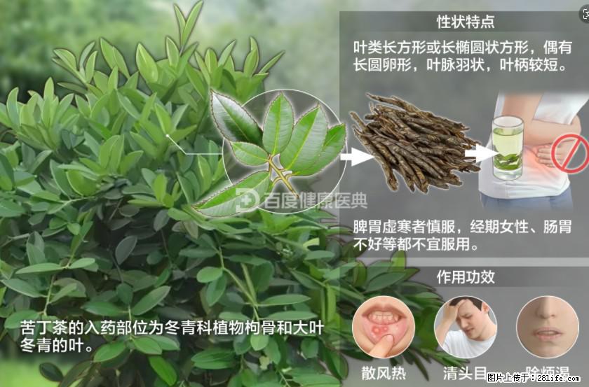 苦丁茶有哪些功效和作用 - 生活百科 - 阿拉尔生活社区 - 阿拉尔28生活网 ale.28life.net