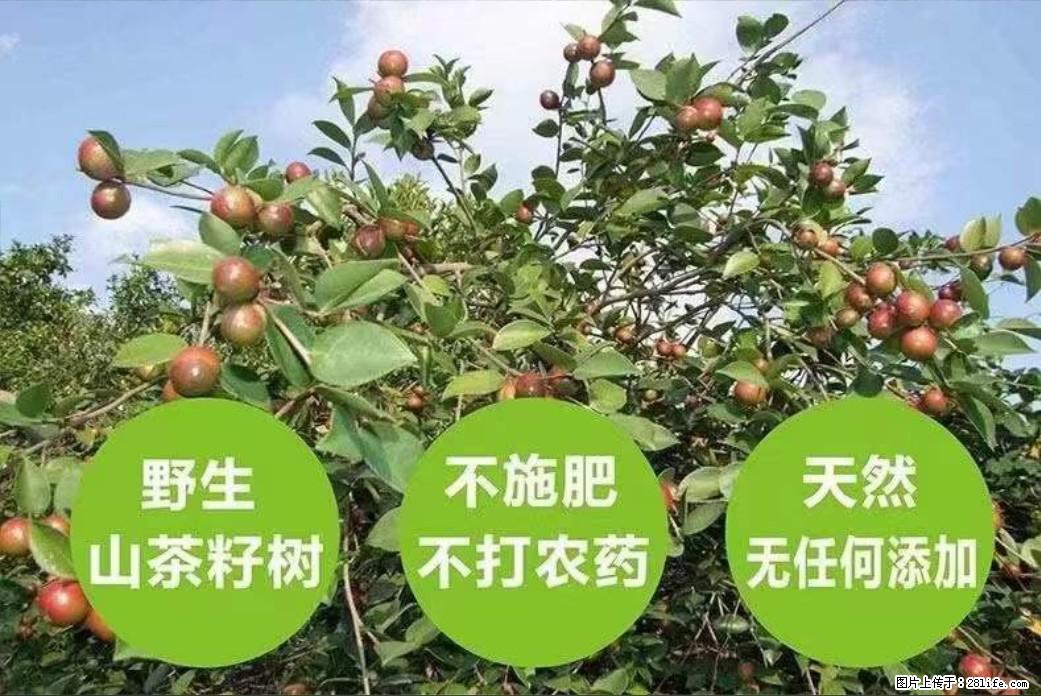 【灌阳县油茶产业示范区】一个有着充实的精神生活的人，对待身外之物自会有一种淡泊的态度 - 美食天地 - 阿拉尔生活社区 - 阿拉尔28生活网 ale.28life.net
