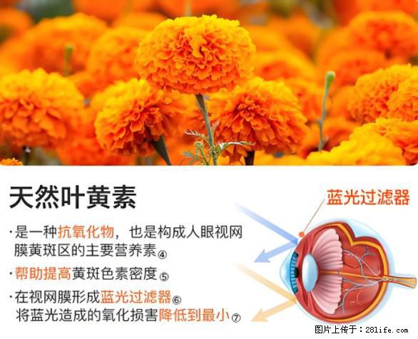 叶黄素有什么功效和作用 - 生活百科 - 阿拉尔生活社区 - 阿拉尔28生活网 ale.28life.net