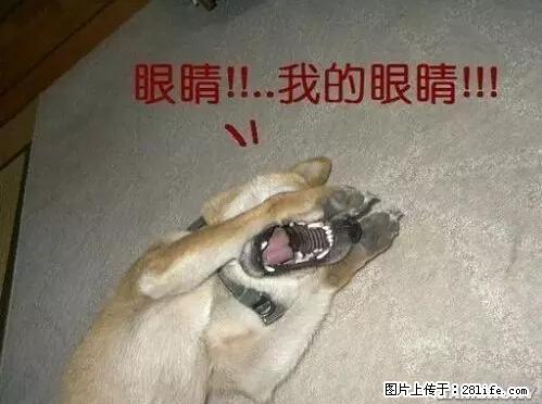 笑癫了！一女的怀孕三年未生，他终于忍不住了... - 娱乐八卦 - 阿拉尔生活社区 - 阿拉尔28生活网 ale.28life.net