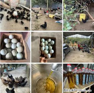 油茶园从小鸡仔开始养起的纯土鸡、土鸡蛋可以预定啦！还有前几天刚榨的纯山茶油哦 - 阿拉尔28生活网 ale.28life.net