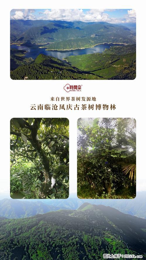 时间果百年古树2025年春红茶 - 购物交流 - 阿拉尔生活社区 - 阿拉尔28生活网 ale.28life.net