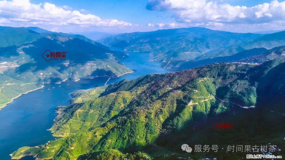 时间果百年古树龙珠普洱生茶 - 购物交流 - 阿拉尔生活社区 - 阿拉尔28生活网 ale.28life.net