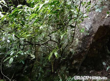 平乐石崖茶,珍贵仅次于金花茶 - 阿拉尔生活资讯 - 阿拉尔28生活网 ale.28life.net