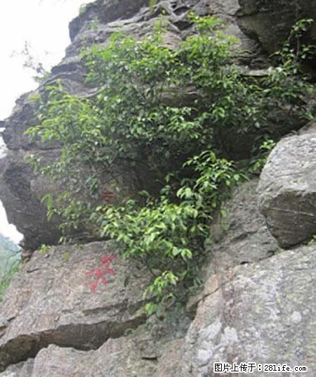 平乐石崖茶,珍贵仅次于金花茶 - 阿拉尔生活资讯 - 阿拉尔28生活网 ale.28life.net