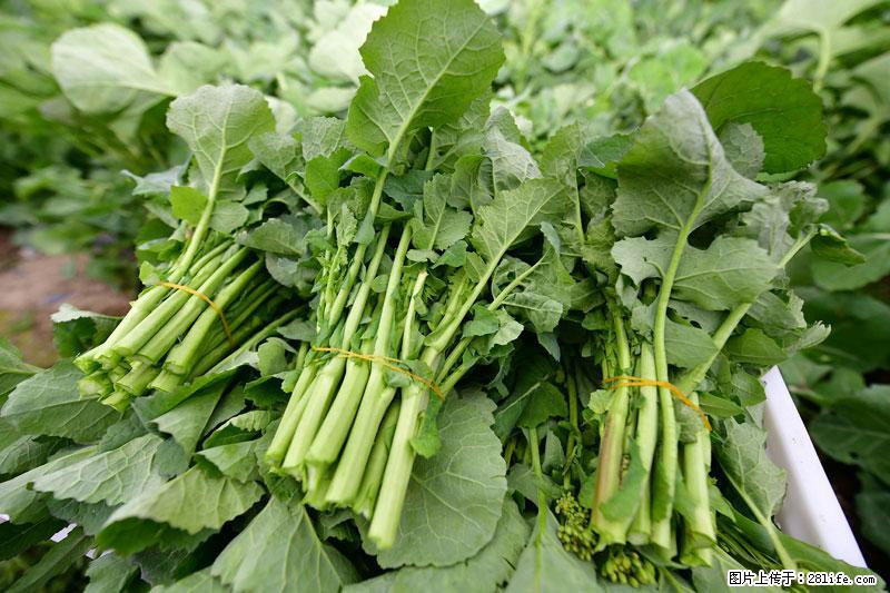 这些蔬菜是“天然钙片”,这6种被医生重点推荐 - 阿拉尔生活资讯 - 阿拉尔28生活网 ale.28life.net